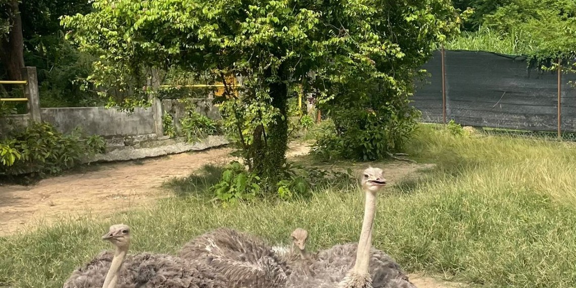 波德申鴕鳥養殖農場