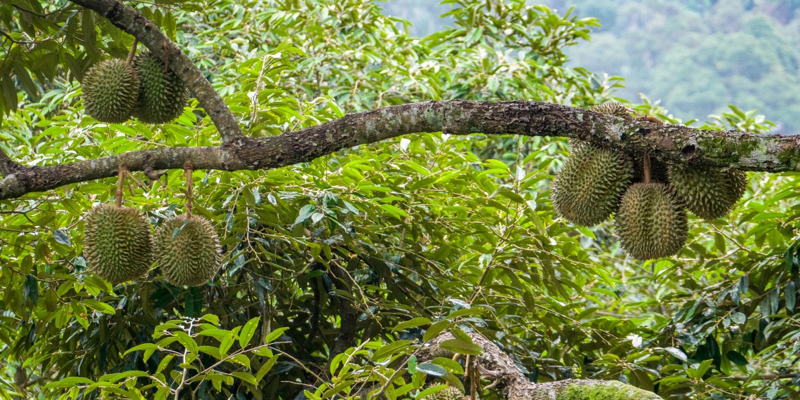 檳城榴槤山 檳城榴槤山