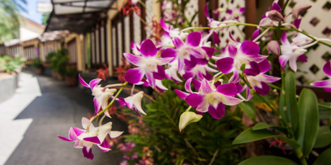 蘭花園