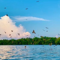 喂食老鷹、觀賞螢火蟲和發現藍眼淚