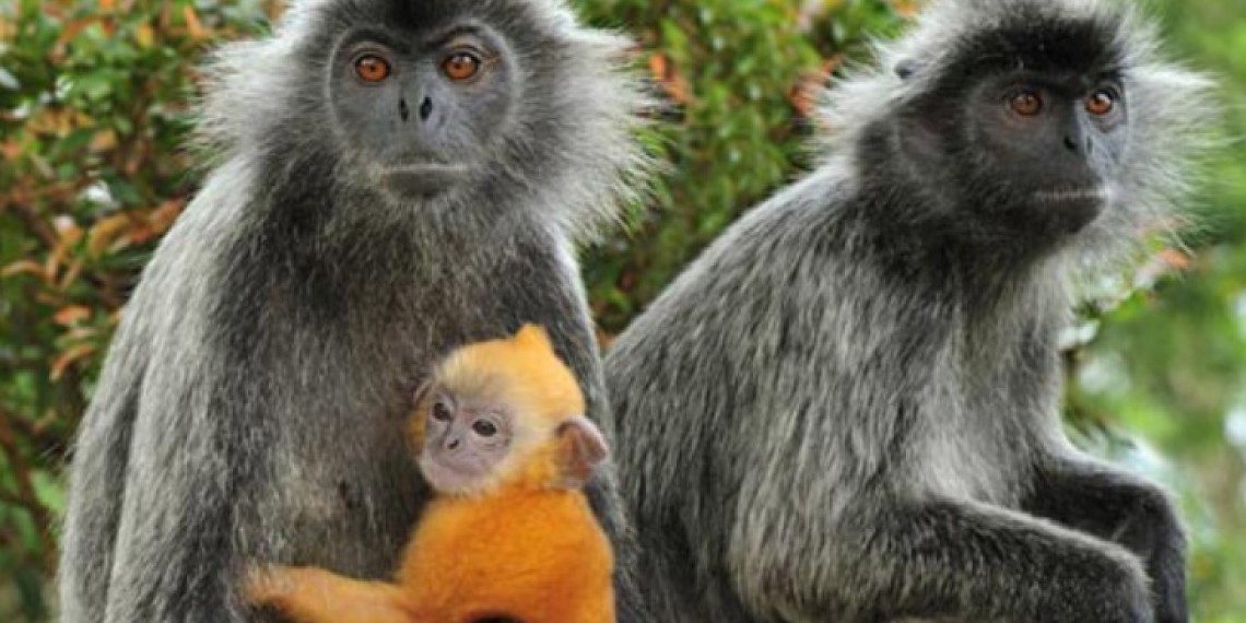 瓜拉雪蘭莪皇家山