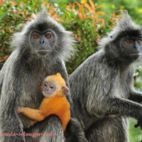 瓜拉雪蘭莪皇家山