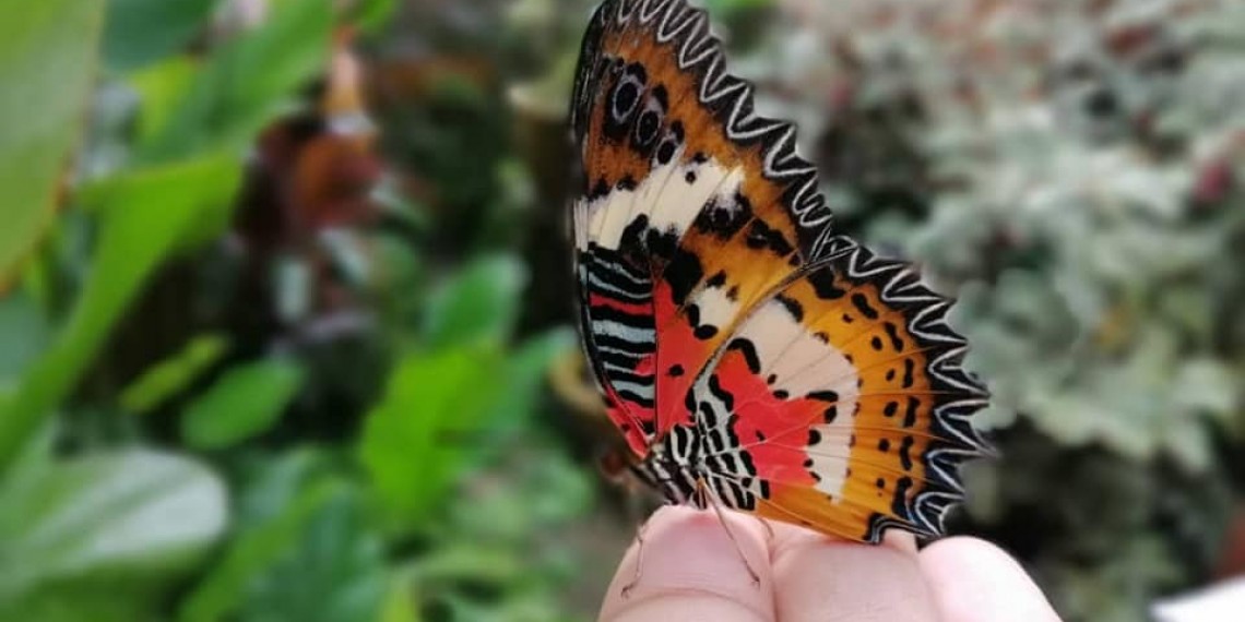 馬六甲蝴蝶及爬蟲類公園